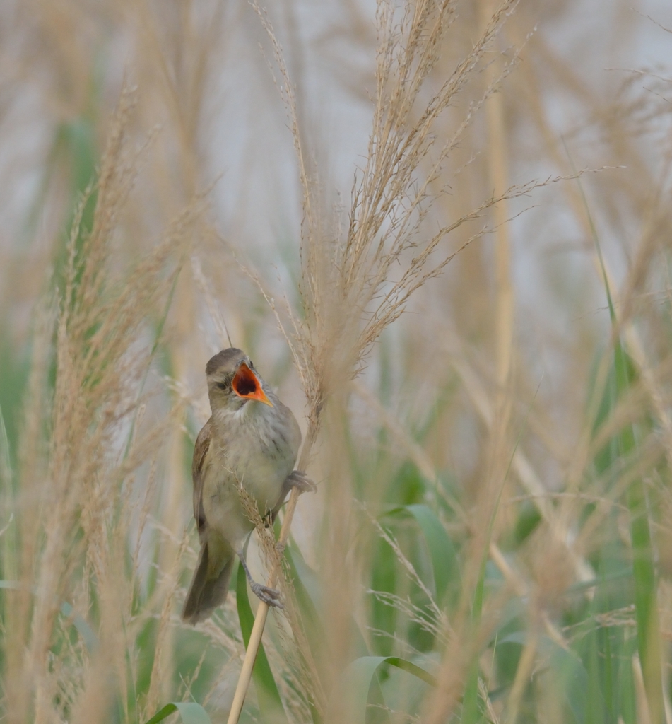 同じオオヨシキリ