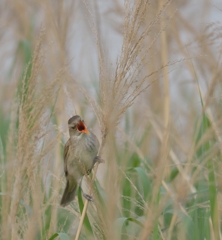 同じオオヨシキリ