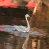 何時もの公園池で　外道！