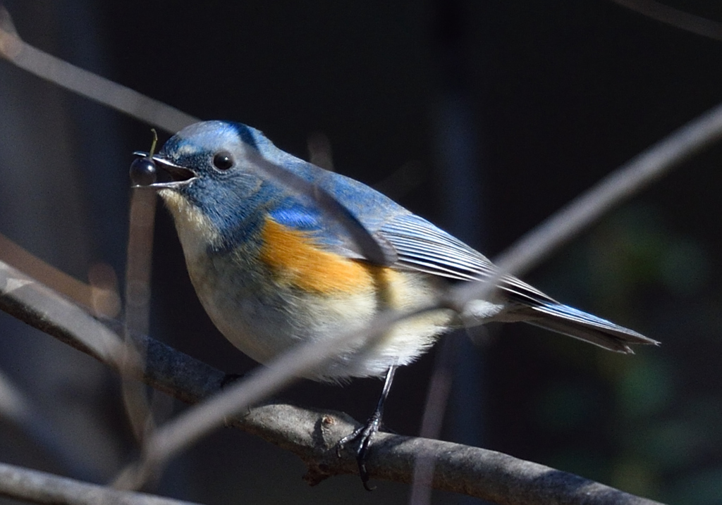 青い鳥小鳥　黒い実を食べた　♪