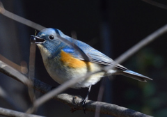 青い鳥小鳥　黒い実を食べた　♪