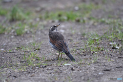 鳥撮りやってます 1