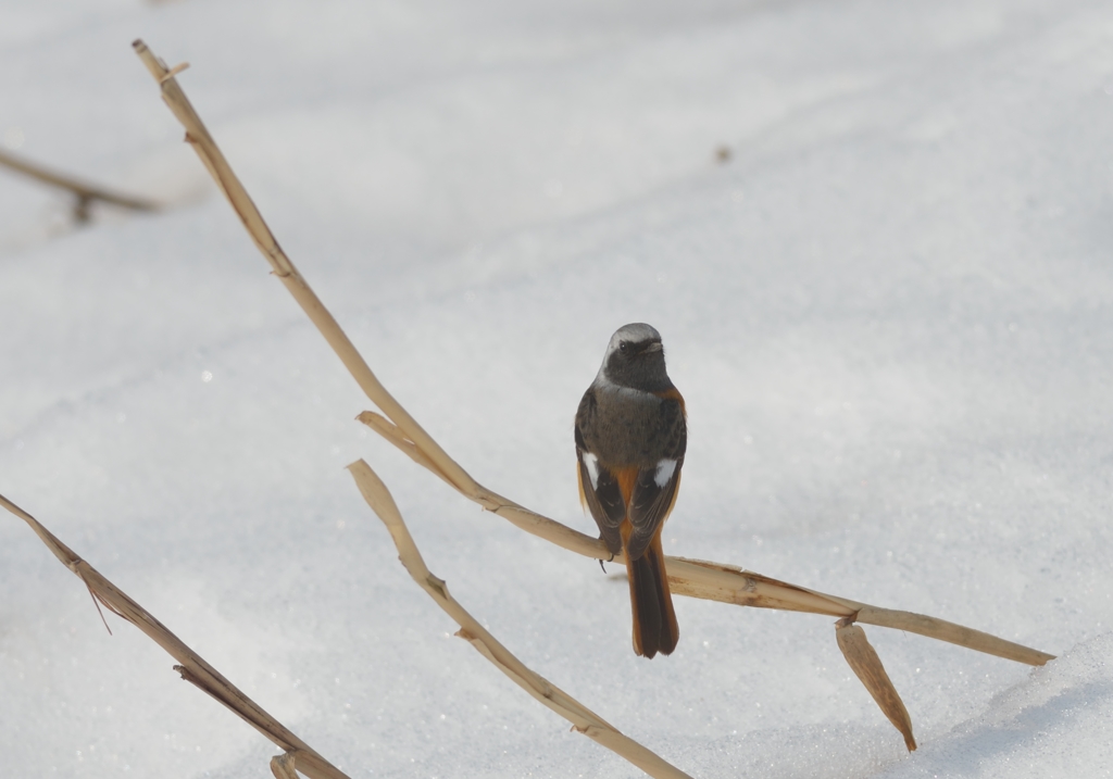 雪とジョウビタキ