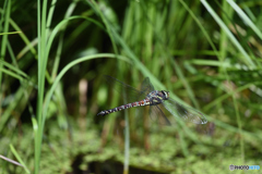 オオルリボシヤンマ　♀