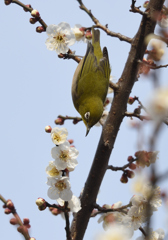 逆立ち