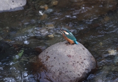 お魚欲しさに出てきた雛