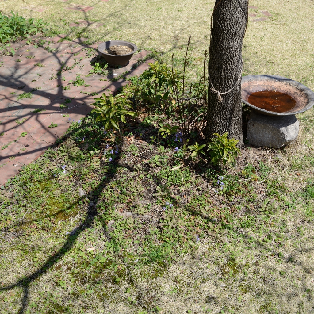 陽光が招く
