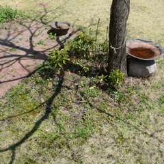 陽光が招く