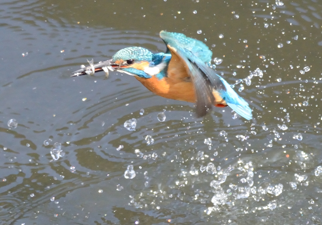 WILDなカワセミ