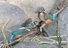 魚は見せるだけ