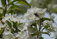 ズミの花にウスバシロチョウ