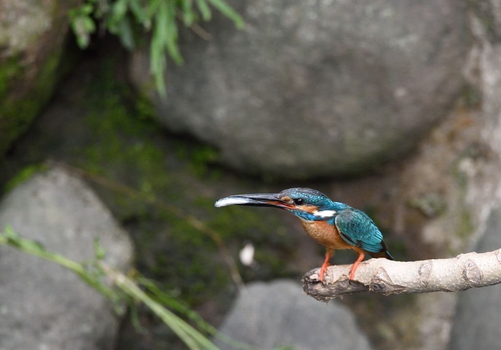 お魚の配達