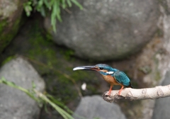 お魚の配達