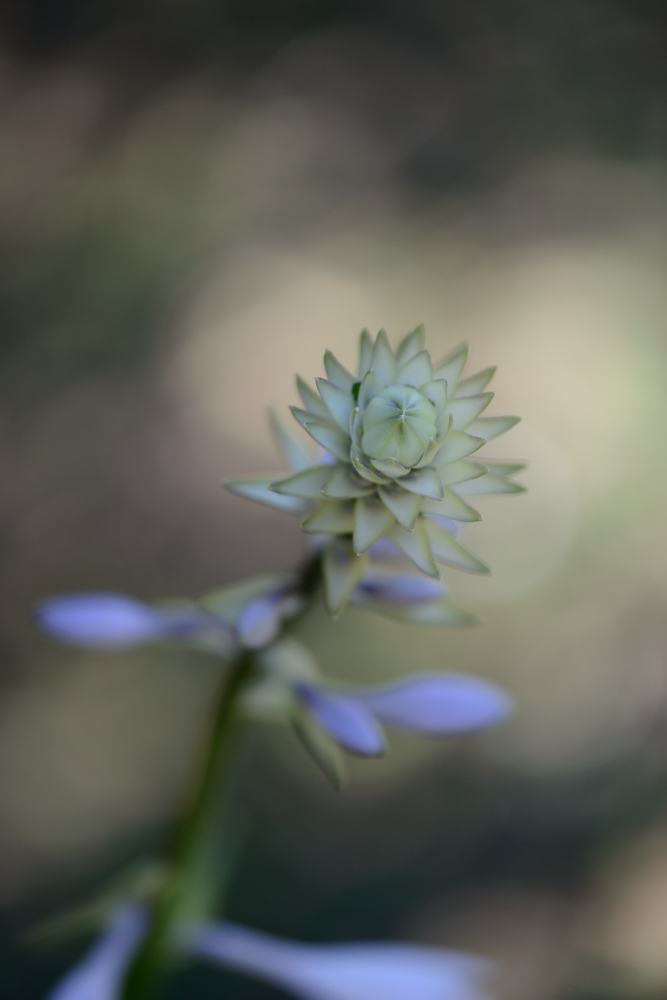 初夏の森