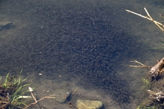食料の心配なし