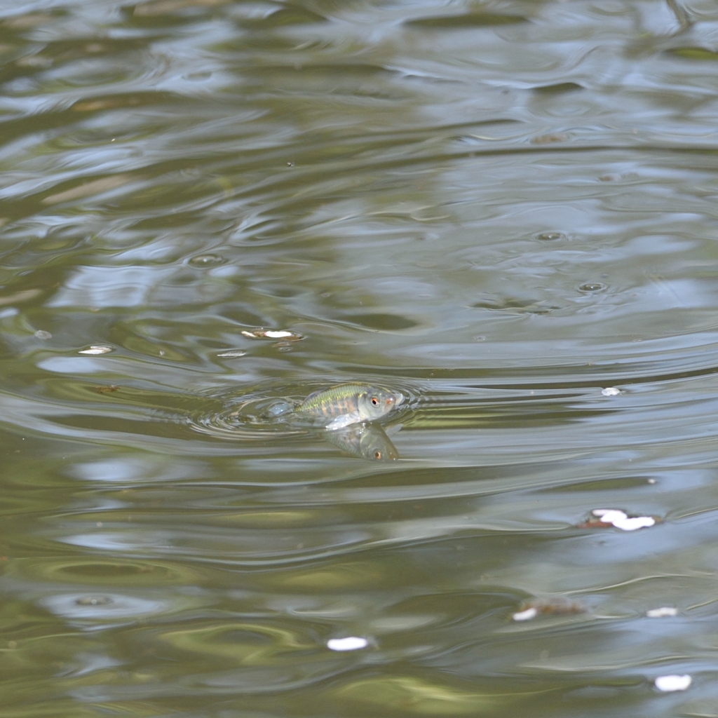 カワセミ池の魚