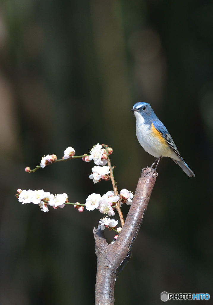 「青い鳥がいる」　子供が教えてくれたそうな