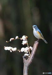 「青い鳥がいる」　子供が教えてくれたそうな