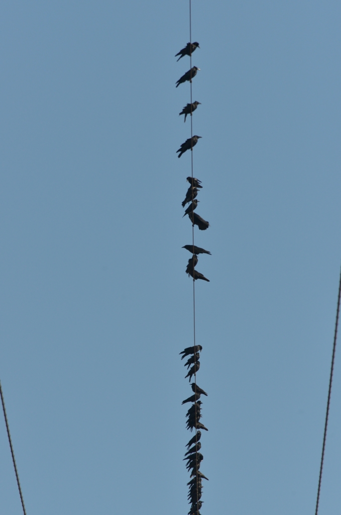 ミヤマガラスの行列