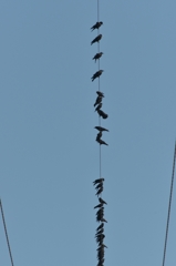 ミヤマガラスの行列
