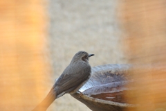 水盤に来たヒヨドリ