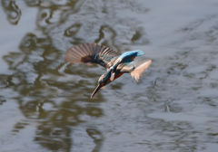今日のカワセミ