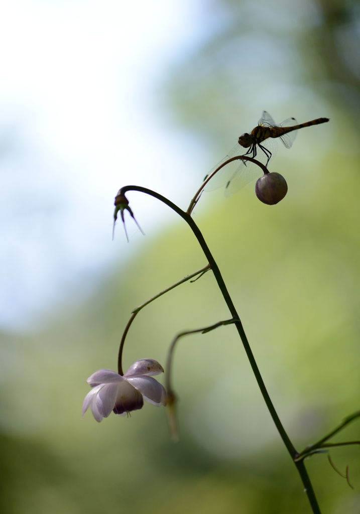 ショウマトンボ