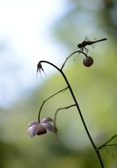 ショウマトンボ