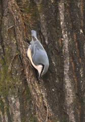 ゴジュウカラ