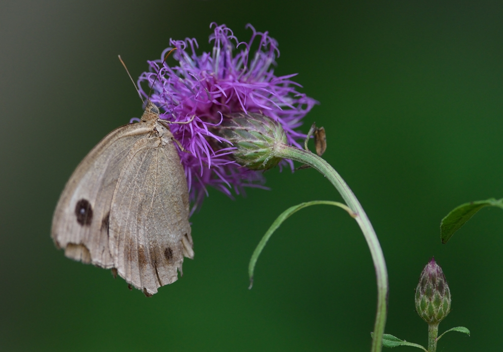 よれよれジャノメチョウ