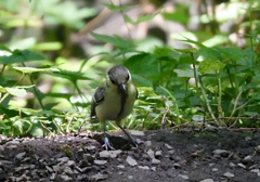 その2　シジュウカラ