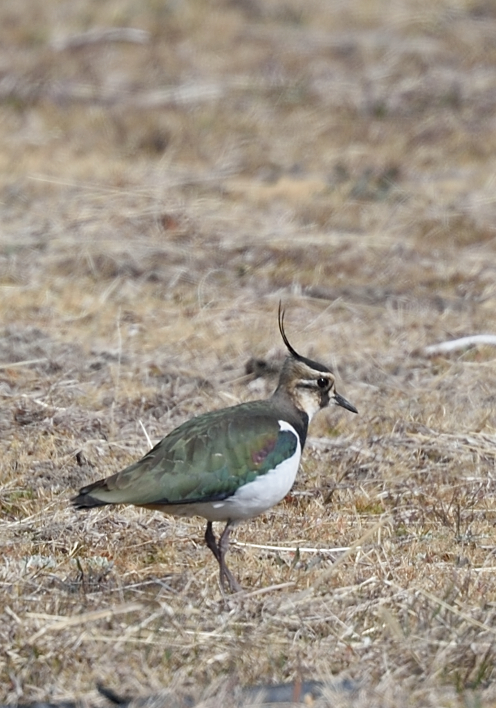 タゲリのリベンジ　2