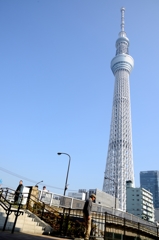 人の作った巨木