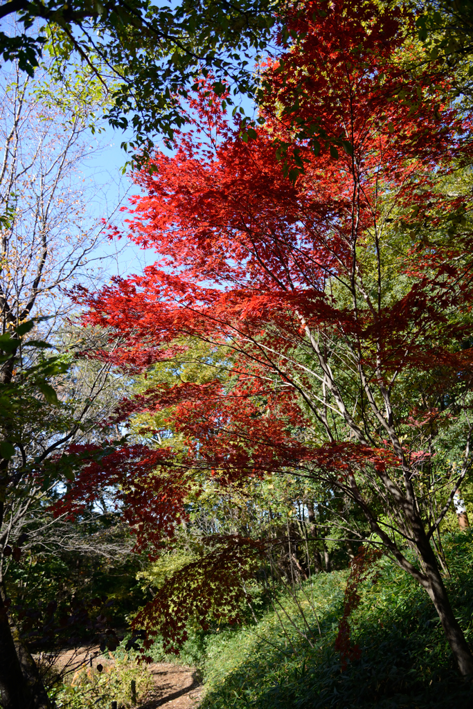 紅葉狙いで