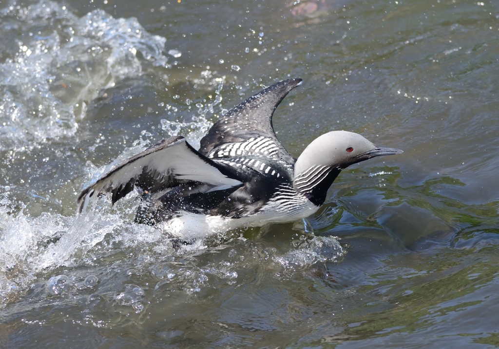 流石に目立った