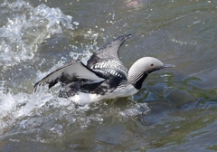 流石に目立った