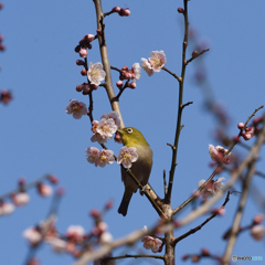 今年の「梅にメジロ」 2