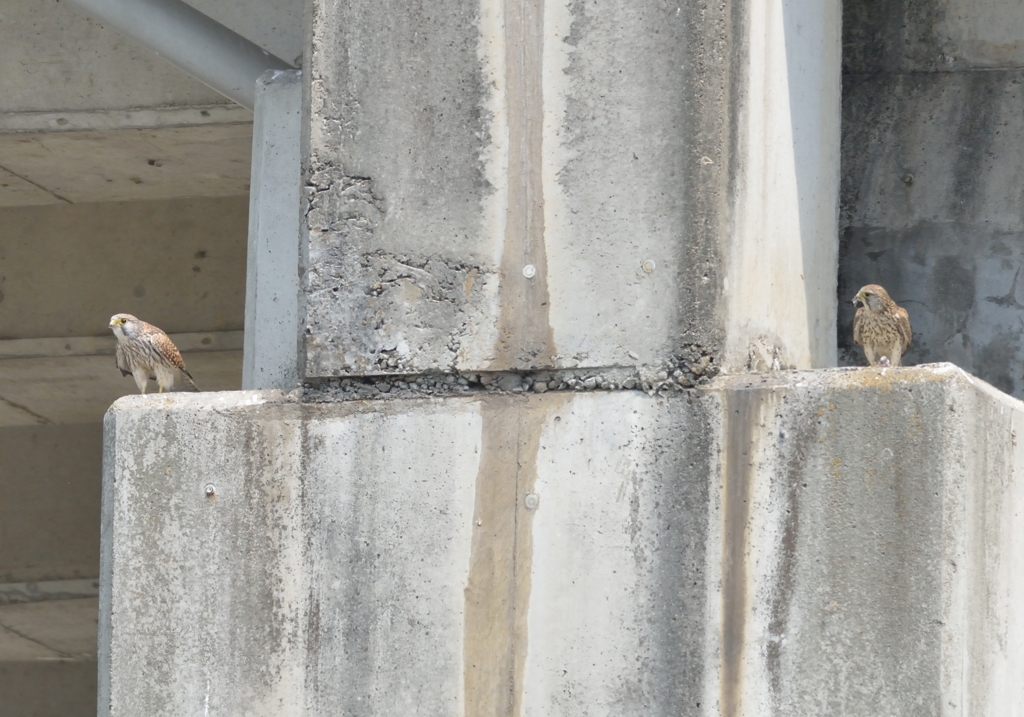 チョウゲンボウ