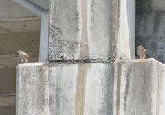 チョウゲンボウ