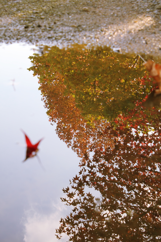 稽古ときどき紅葉