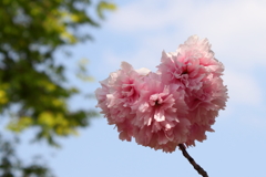 ハートの八重桜