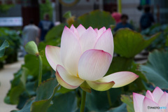 ハスの花