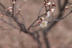 梅の花その6