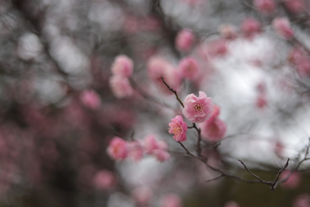 梅の花その3