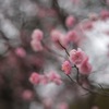 梅の花その3