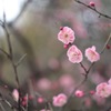 梅の花