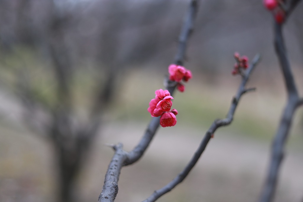 梅の花その4