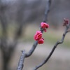 梅の花その4