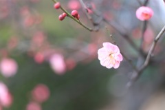 梅の花その2