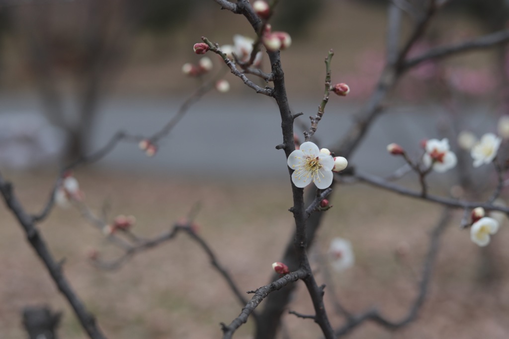 梅の花その5